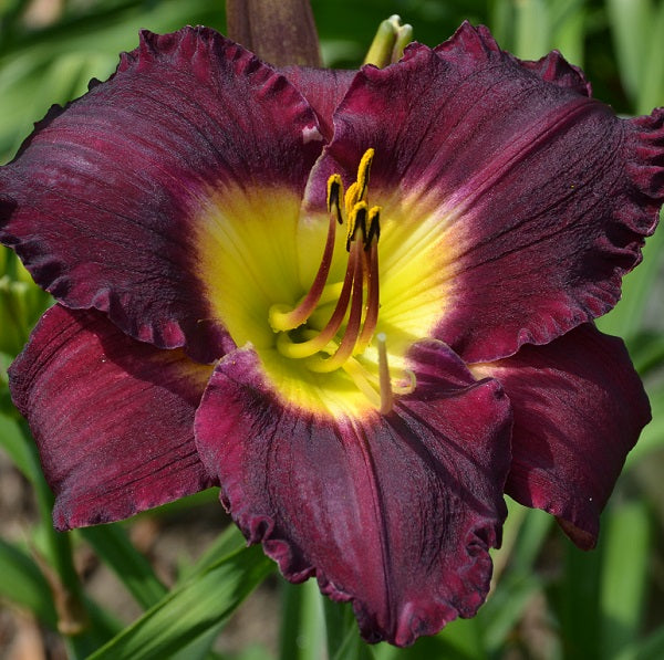 Bela Lugosi is a deep purple daylily from Sterrett Gardens that is midseason and awarded Award of Merit 2001