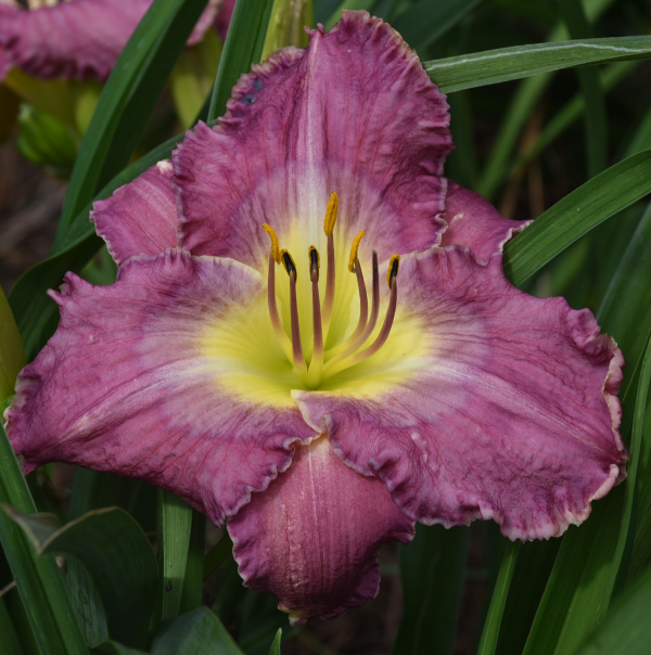 Beneventum Plantation daylily from Sterrett Gardens that is midseason, violet avender watermark and edge, fragrant