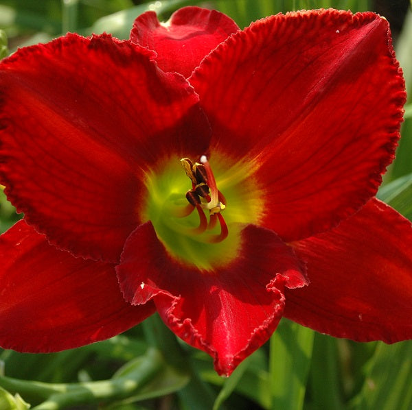 Bill Fall is a red daylily from Sterrett Gardens that is midseason, with slightly darker red eye