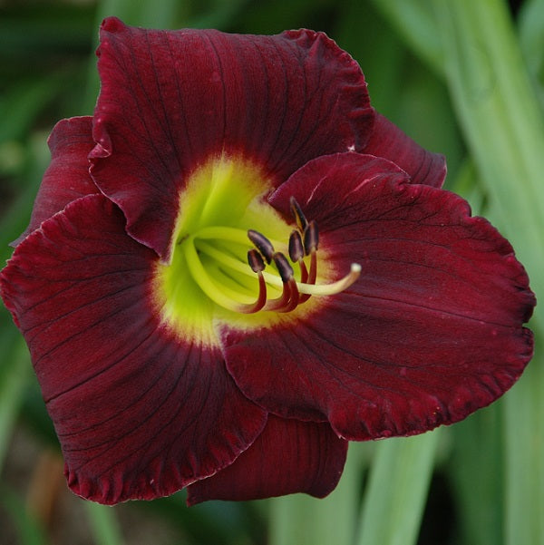 Black Ambrosia is a black purple daylily from Sterrett Gardens that was awarded the Award of Merit 2003