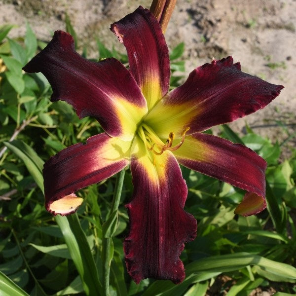 Blackberry Lime Kiss is a blackberry daylily from Sterrett Gardens that is an unusual form (Crispate) spider (4.0:1)