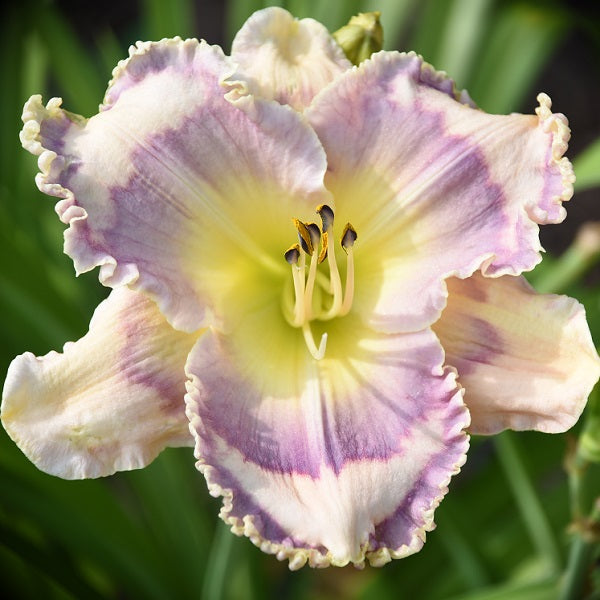 Blue Sugar white daylily from Sterrett Gardens that is midseason with blue eye