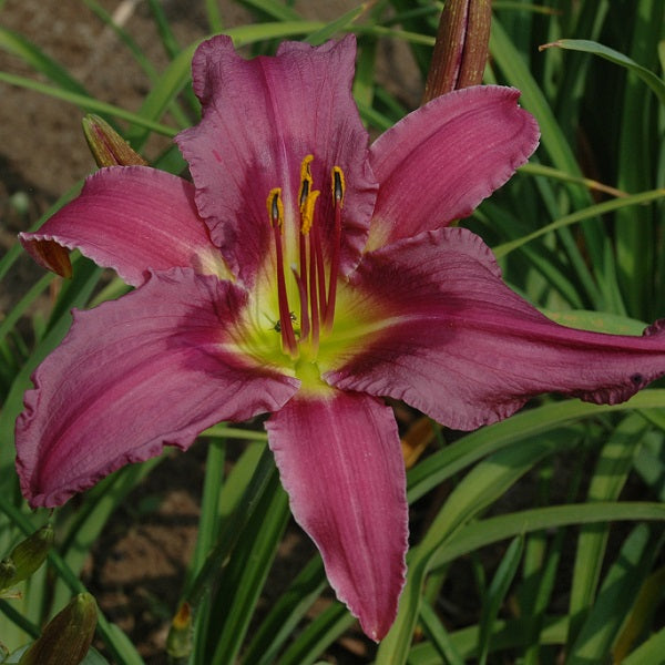 Blueberry Breakfast is a slate lavender daylily from Sterrett Gardens that is midseason, with magenta purple midribs and deep purple eye