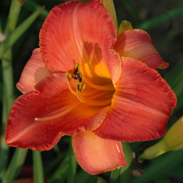 Brilliant Cherry deep cherry pink daylily from Sterrett Gardens that is midseason