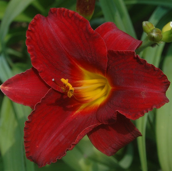 Broadway Valentine ruby red self daylily from Sterrett Gardens that is mid-late