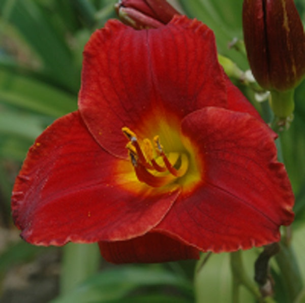 Broadway Valentine bright red self daylily from Sterrett Gardens that is early midseason
