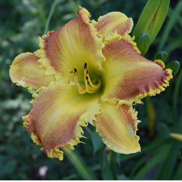 Bucky Beaver light coral peach blend daylily from Sterrett Gardens with yellow GT, yellow toothy edge, DOR