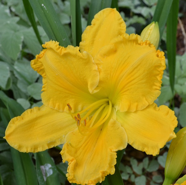 Buttermilk Pie yellow self daylily from Sterrett Gardens that is early midseason, green throat