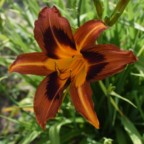 Campfire Chocolate lightly veined dusky orange bitone daylily from Sterrett Gardens with distinct feathered chocolate band, wide yellow ribs, gold throat, DOR