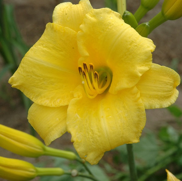 Canary Heights yellow self daylily from Sterrett Gardens that is F, DOR
