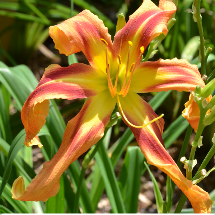 Carnival in Oz is a carroty orange daylily from Sterrett Gardens that is early midseason with a large red eye, unusual form(Cascade)