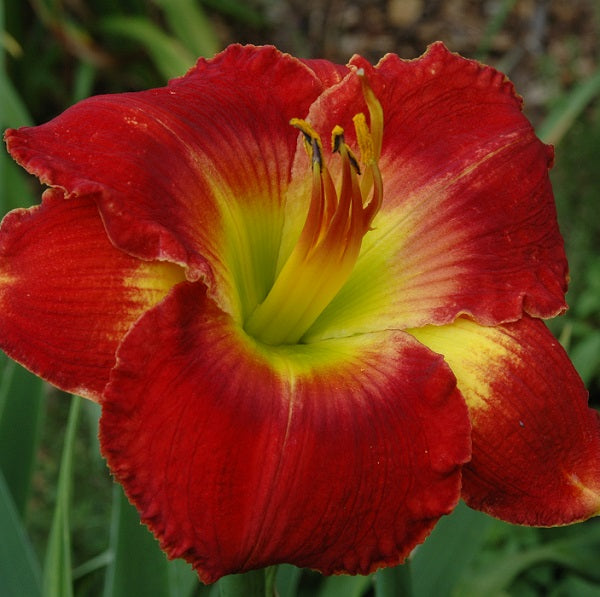 Carolina Dynamite is a rusty red daylily from Sterrett Gardens that is midseason with a darker blue red eye