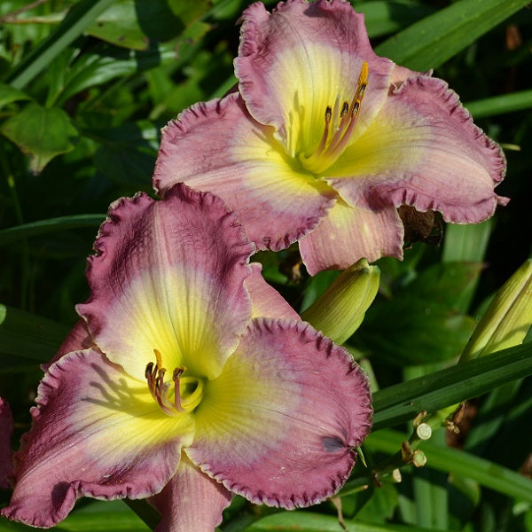 Caroline's Charm is a rose purple daylily from Sterrett Gardens with a blue rose halo, GT, E