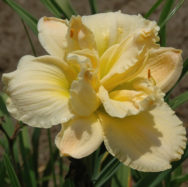 Castle Double Ivory is an ivory cream blend daylily from Sterrett Gardens that is early midseason that is fragrant and double