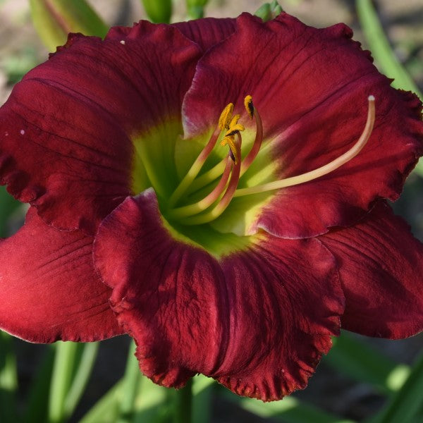 Cherryville is a cherry red daylily from Sterrett Gardens with a bright yellow GT, DOR