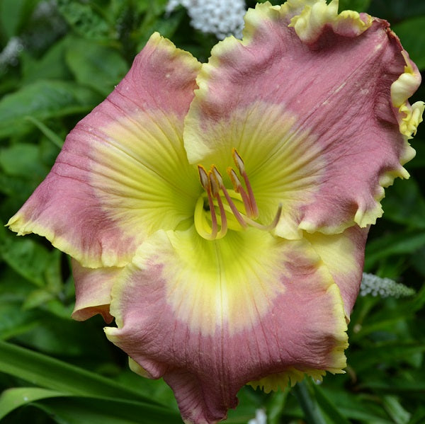 Chesapeake Bay is a early midseason, lavender purple self daylily from Sterrett Gardens with ruffled white edge