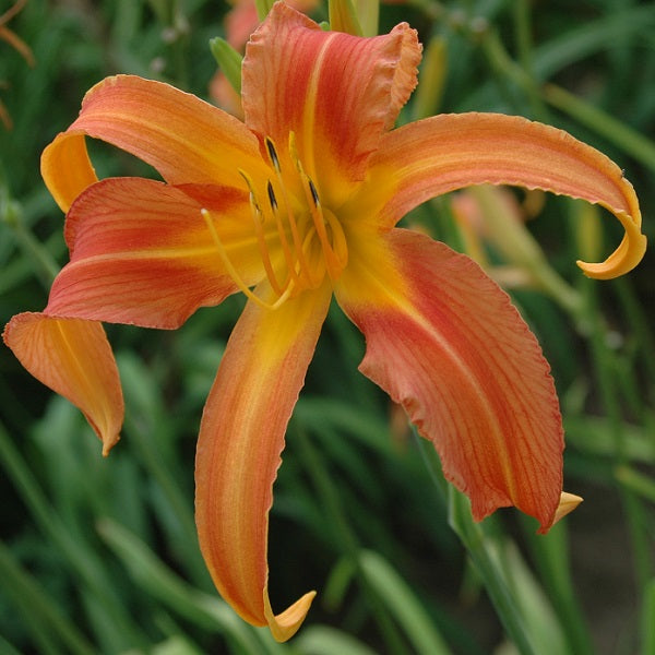 Chesapeake Crab Legs is an orange spider(4.0:1) daylily from Sterrett Gardens that is early midseason, fragrant