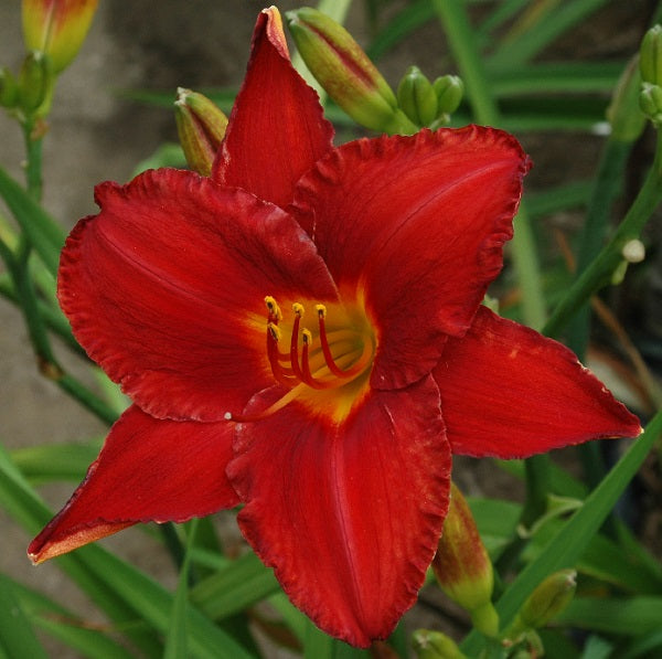 Chicago Apache is a scarlet red daylily from Sterrett Gardens that is midseason