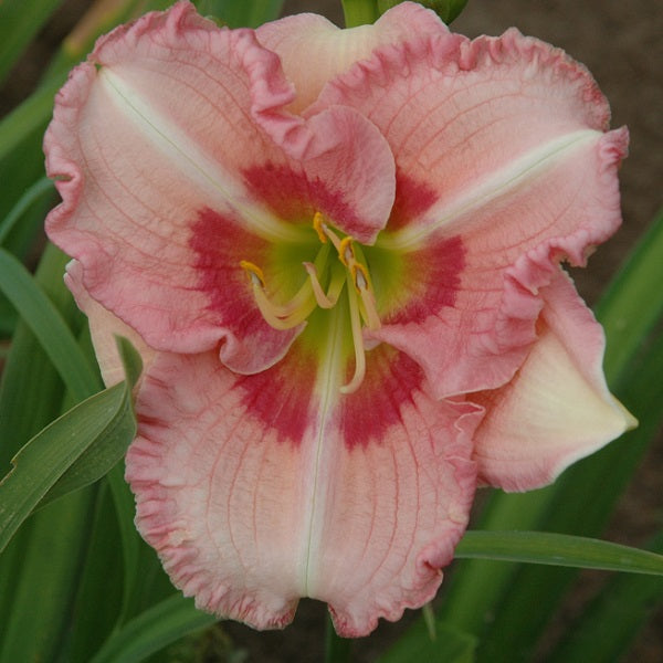 Chick Flick is a midseason, baby pink daylily from Sterrett Gardens with a pink eye