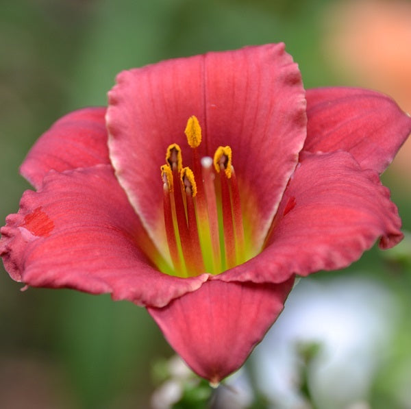 Chickens on the Porch is a mini-flowered, red daylily from Sterrett Gardens that is fragrant