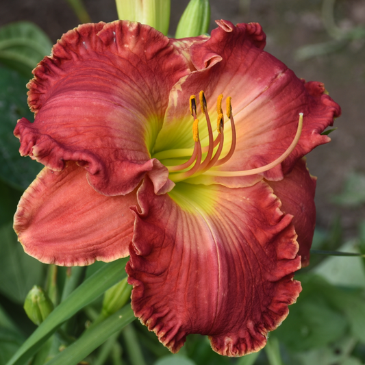 Daylily from Sterrett Garden that is midseason, vibrant rose red bitone with lighter rose sepals and watermark, very ruffled edge