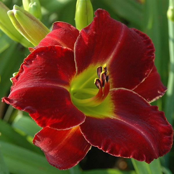 Christmas Present is mid-late, clear bright red daylily from Sterrett Gardens with wire white edge