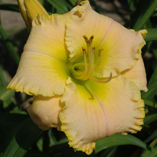 Clarity Moon is a midseason light yellow pink polychrome daylily from Sterrett Gardens