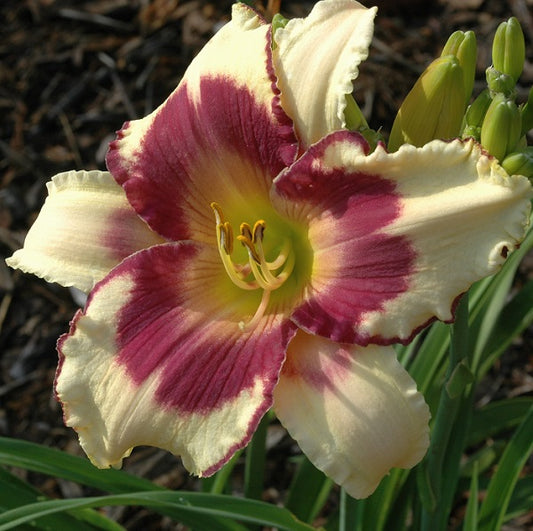 Daylily from Sterrett Garden that is midseason, cream white, lavender purple eye and edge