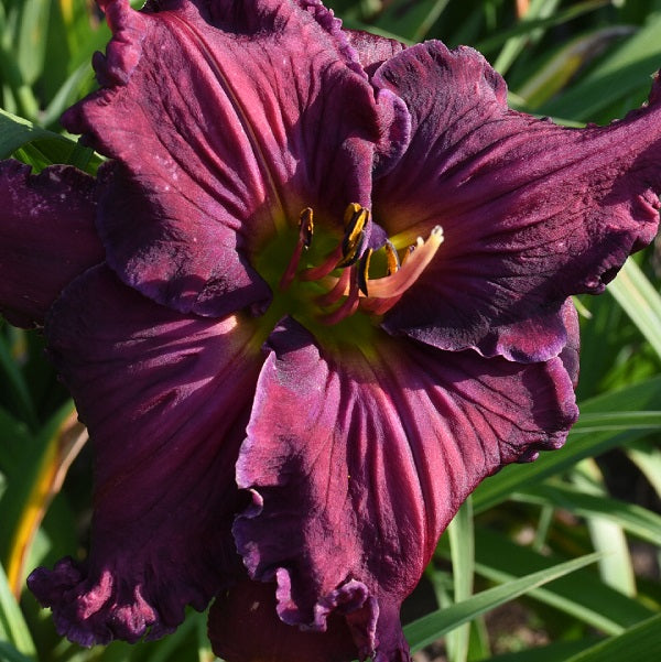 Clouded Judgement is a smoky purple midseason daylily from Sterrett Gardens with ruffled white edge