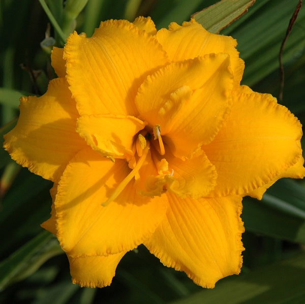 Condilla is a early midseason deep gold self daylily from Sterrett Gardens that is double, awarded Lenington All American Award 1991