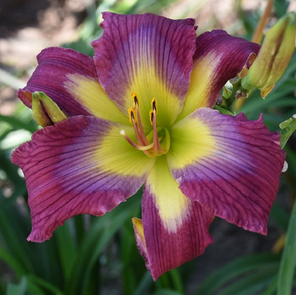 Cool Reflections is midseason, clear lavender daylily from Sterrett Gardens with veined lavender eye