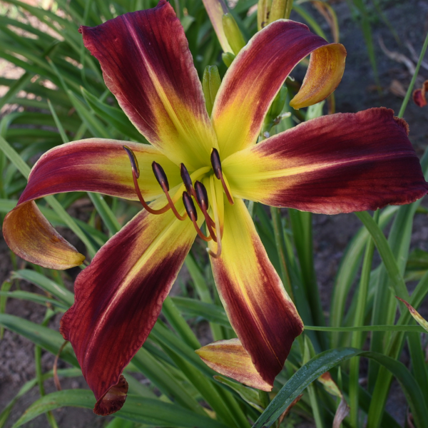 Corkscrew Mania is a early midseason, light red daylily from Sterrett Gardens with deep wine eye, unusual form (Crispate-Cascade)