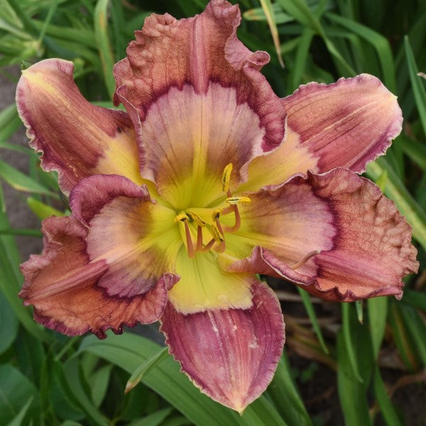 Cosmic Kaleidoscope is a midseason, lavender self daylily from Sterrett Gardens that is fragrant