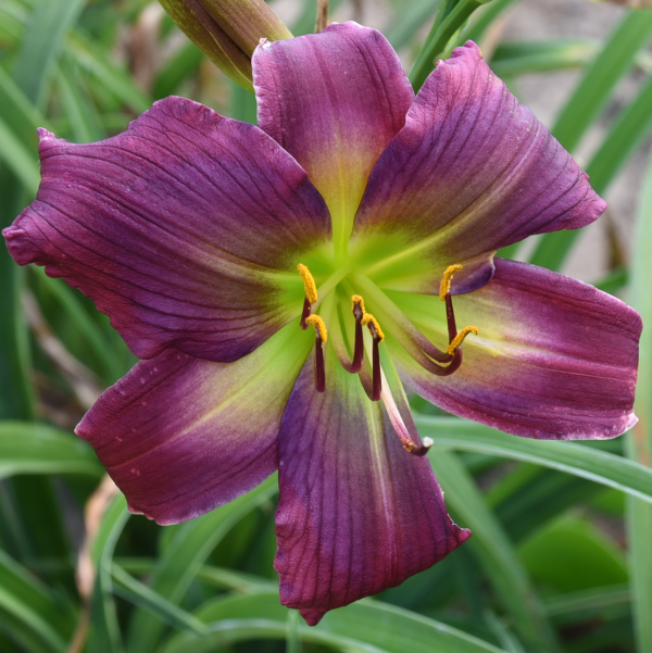Cosmo and me is a midseason, magenta daylily from Sterrett Gardens with darker eye, lavender watermark