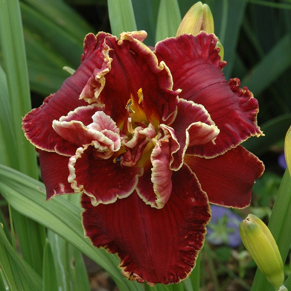 Cranberry Christmass is an early-midseason, garnet red daylily from Sterrett Gardens with white edge, double (80%), fragrant