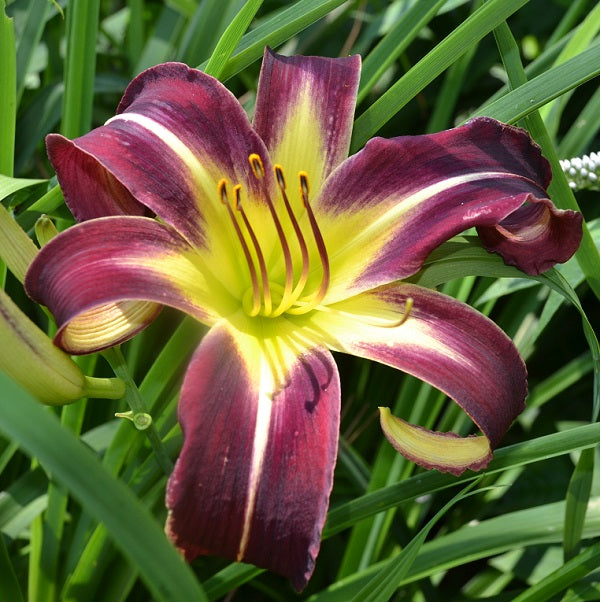 Creature of the Night is a midseason, purple daylily from Sterrett Gardens with white midrib, spider (4.0:1)