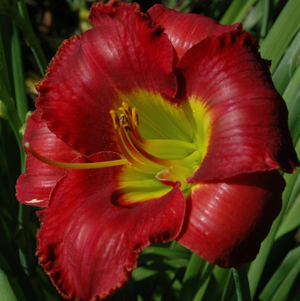 Crisis Management is a red self daylily from Sterrett Gardens that is mid-late