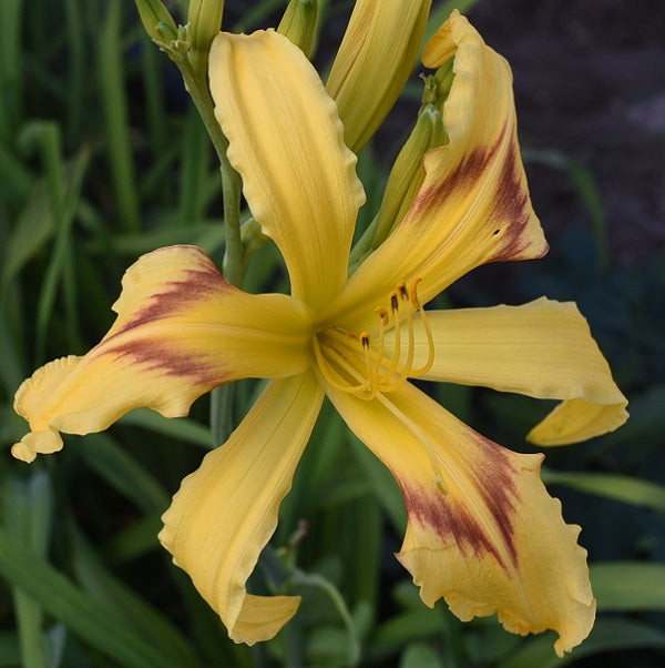 Crooked House is a midseason, golden yellowaylily from Sterrett Gardens with blood red band