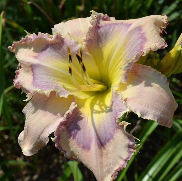 Crossover is a white daylily from Sterrett Gardens that is midseason with a light blue eye and edge, small white teeth, yellow GT, EV