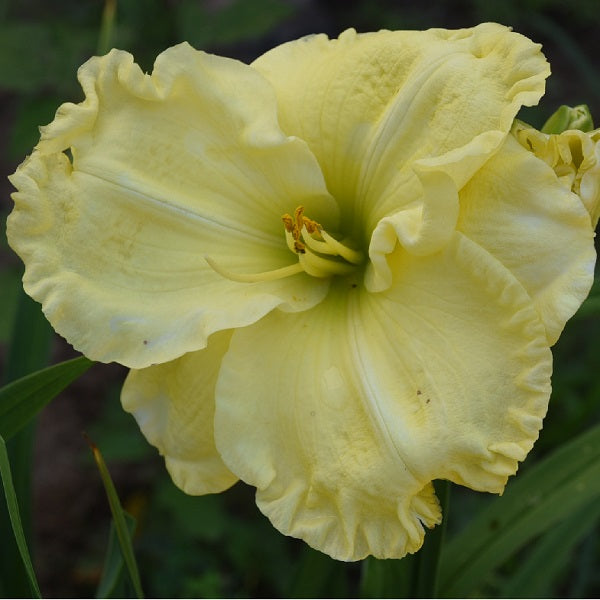 Custard Cup Lemon is a lemon yellow daylily from Sterrett Gardens that is mid-late with a near white edge, fragrant