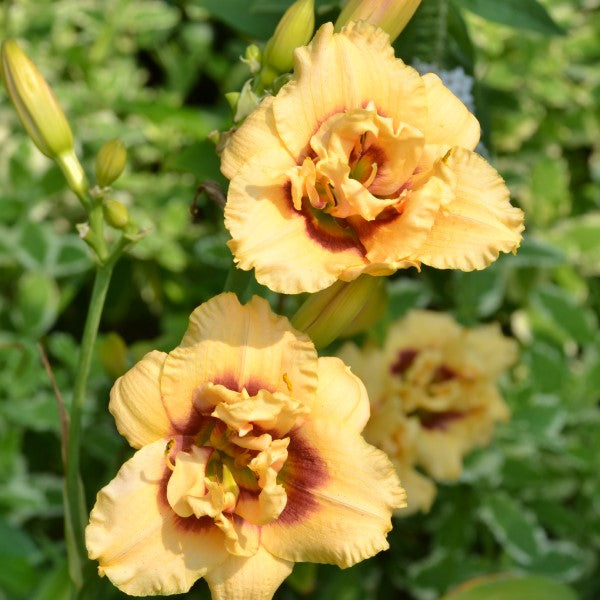 Custard Cupcake is a creamy custard blend daylily from Sterrett Gardens that is small, early midseason with raspberry eye, double (100%)