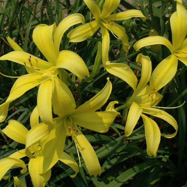 Dallas Spider Time is a chartreuse self daylily from Sterrett Gardens that is short early midseason, very fragrant