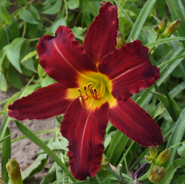 Dancing Cardinals is a cardinal red daylily from Sterrett Gardens that is extra early, fragrant