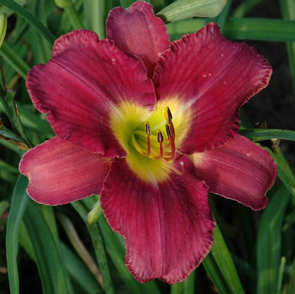 Dancing in Purple is a purple self daylily from Sterrett Gardens that is midseason