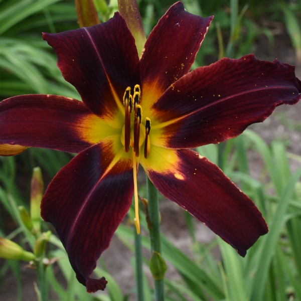 Dark Monkeys is dark red daylily from Sterrett Gardens that is tall with a black eye, orange red band, unusual form(Crispate)