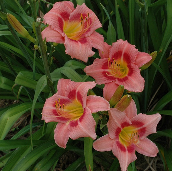 Decatur Cherry Smash is a bright watermelon daylily from Sterrett Gardens with a darker eye