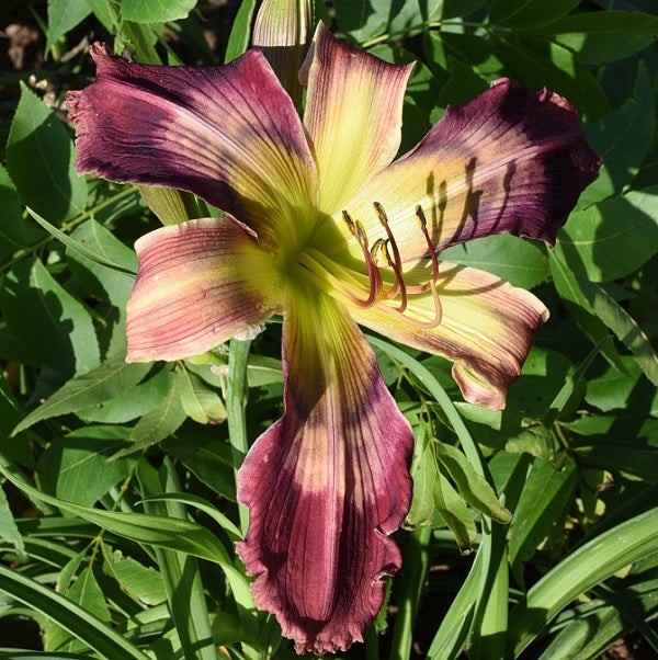 Defense Gri is a maroon purple and pink bitone daylily from Sterrett Gardens that is early midseason with a multicolored patterned eye, fragrant