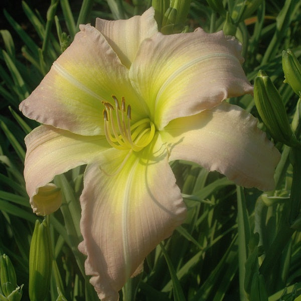 Delayed Arrival is a pale lavender pink self daylily from Sterrett Gardens that is very late
