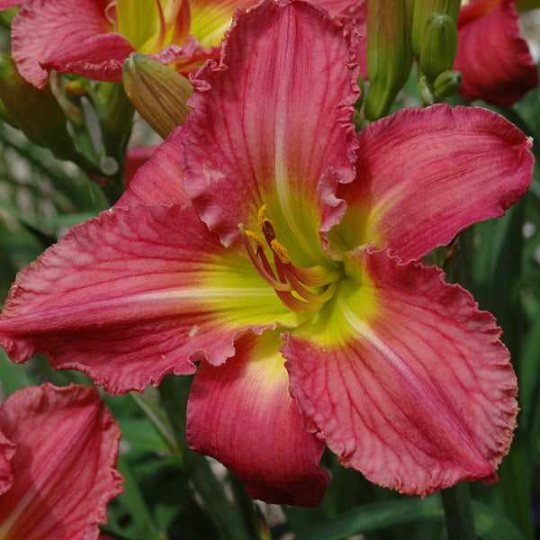 Desperate Housewife is a glowing candy pink daylily from Sterrett Gardens that is early midseason with a deep GT, triangular shaped flower, SEV