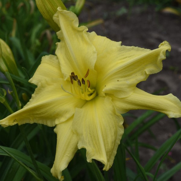 Dolly Poly is a lemon yellow daylily from Sterrett Gardens that is polymerous(90%), DOR